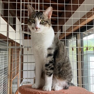 穏やかな雉白　ハッピーちゃん