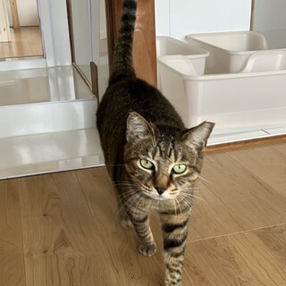 美人なキジ虎　ライアちゃん