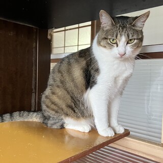 まるこっい　雉白　マヤカちゃん