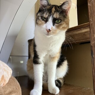 可愛い三毛猫　ベニちゃん