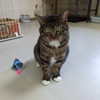 ありがとうございました★甘えん坊　カローラくん