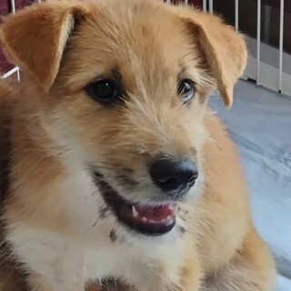 【ふわふわな毛並みの男の子】ランくん