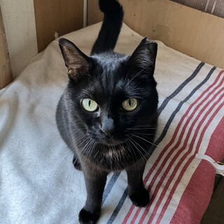 おしゃべり上手なココアちゃん