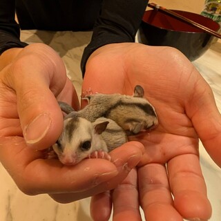 フクロモモンガ♂ベビー