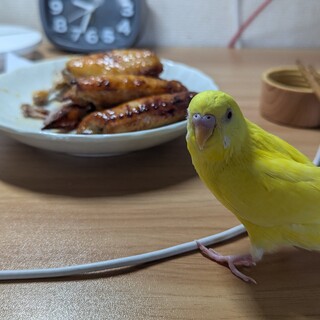 【募集一時停止】セキセイインコ