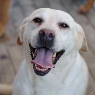 元気いっぱいにこにこガール