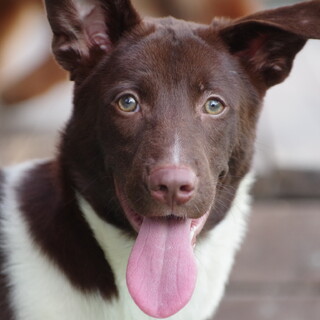 美しい控えめボーイ