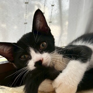 ありがとうございました★可愛い白黒　ラスクくん