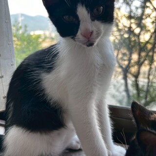 ありがとうございました★可愛いハチワレ　トルテくん