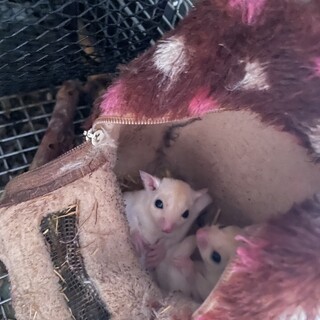 フクロモモンガ リューシ 2匹 一旦締切ます