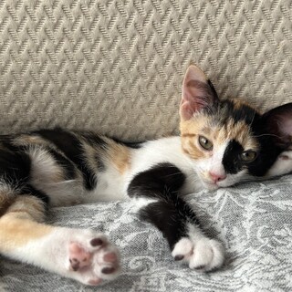 ありがとうございました★三毛猫　スフレちゃん