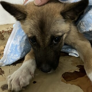 まだ幼い子犬　収容期限7月30日朝まで