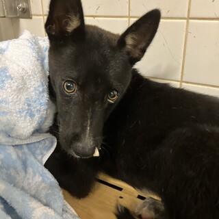 幼い子犬でも処分対象　収容期限7月31日朝まで