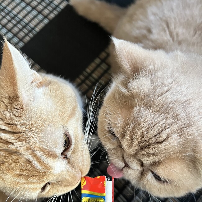 メリナのカバー写真