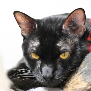 ふうご：シャイなイケメン