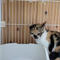 かわいい三毛猫ちゃんです。