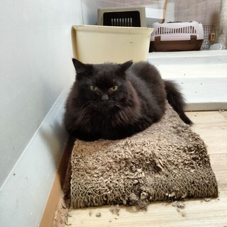 長毛黒猫メス10歳