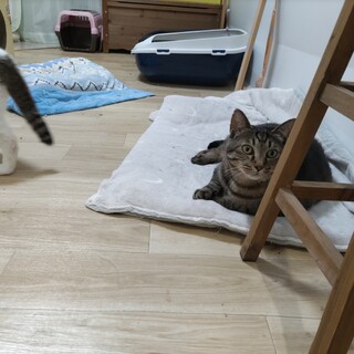 わがままボディのエイズ陽性未発症9歳