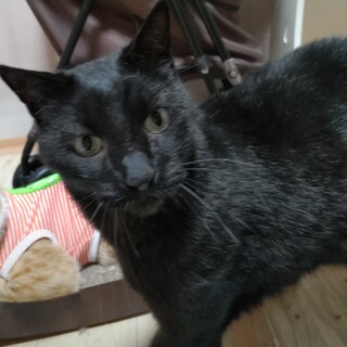 食べるの大好きな黒猫9歳
