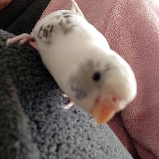 セキセイインコ里親募集終了