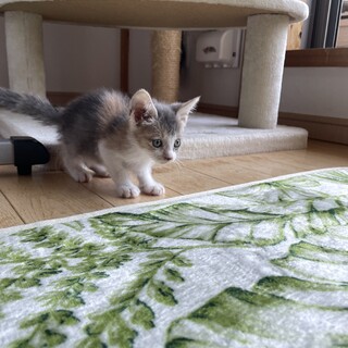 パステル三毛の素敵な性格の妹です