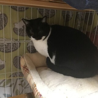 甘えん坊で、賢く、とてもいい子です。