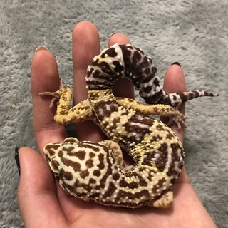 とてもおっとりさんのレオパゴジラです