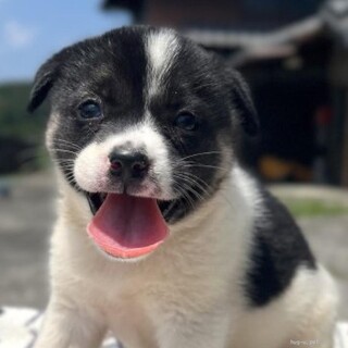 笑顔が可愛い綺麗な模様のエッセルちゃん