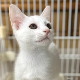 クリクリおめめの シュガーちゃん