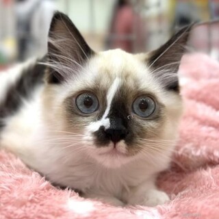 ラグドール風のやや長毛の あめちゃん