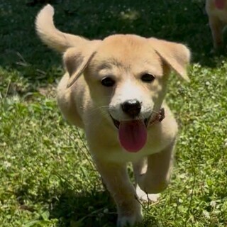 守ってあげたくなる【バターちゃん】