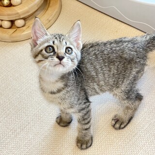 トライアル決定★タレ目で鍵尻尾★たい君★