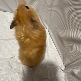 ハムスター　ロングヘアー　ゴールド　