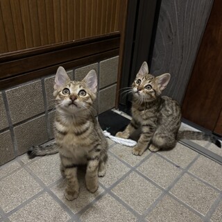 R5.5月(おそらく)産まれのキジトラちゃん！