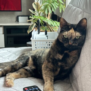 急募！サビ猫 去勢済 女の子(推定4歳)