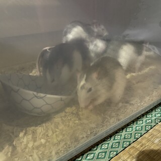 ファンシーラット 里親さんを探しています