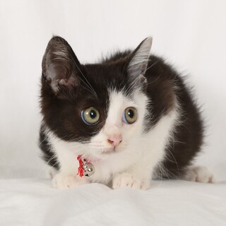 生後1か月の女の子