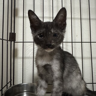 ふんわりサビちゃん