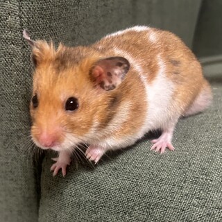 ゴールデンハムスターの男の子5匹の里親募集中です