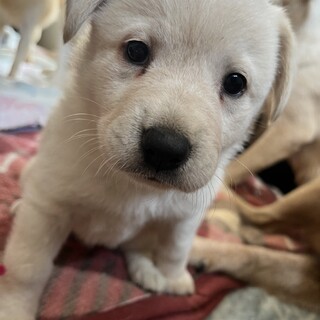 素敵なご縁がありました可愛らしい子犬ちゃん