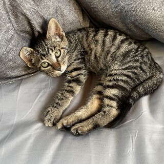 キジトラの子猫の里親さん募集中です!
