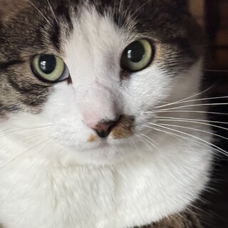 ３本あしでがんばる　いっちゃん