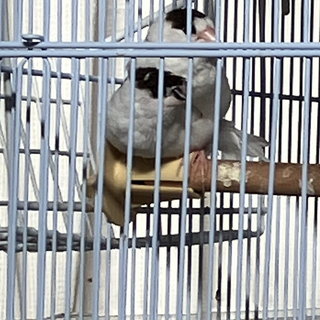 十姉妹3羽里親様募集