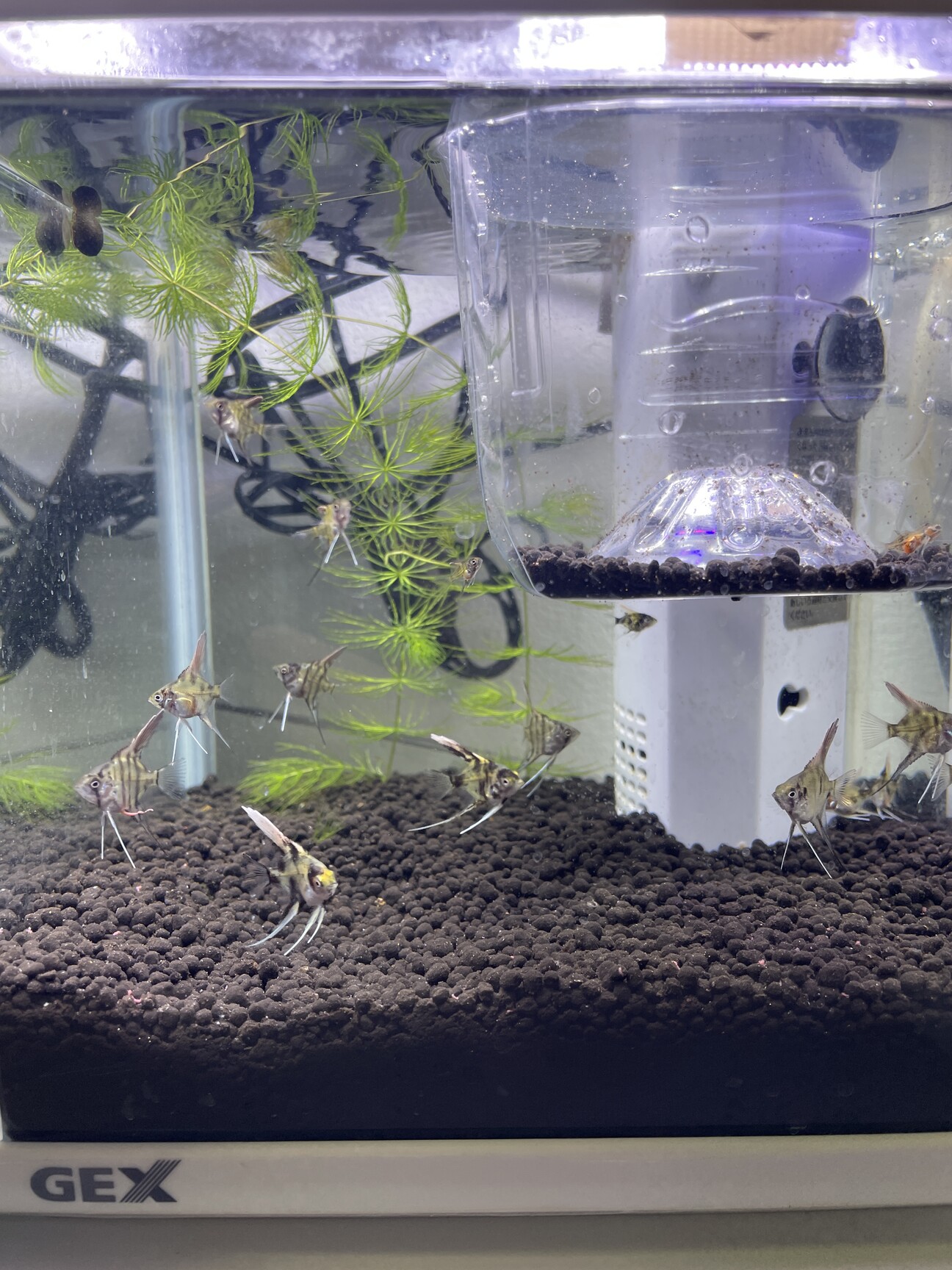 エンゼルフィッシュ稚魚（成長中） サムネイル1