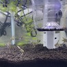 エンゼルフィッシュ稚魚（成長中） サムネイル1