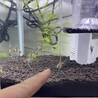 エンゼルフィッシュ稚魚（成長中） サムネイル2