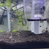 エンゼルフィッシュ稚魚（成長中） サムネイル3