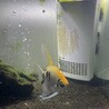 エンゼルフィッシュ稚魚（成長中） サムネイル4
