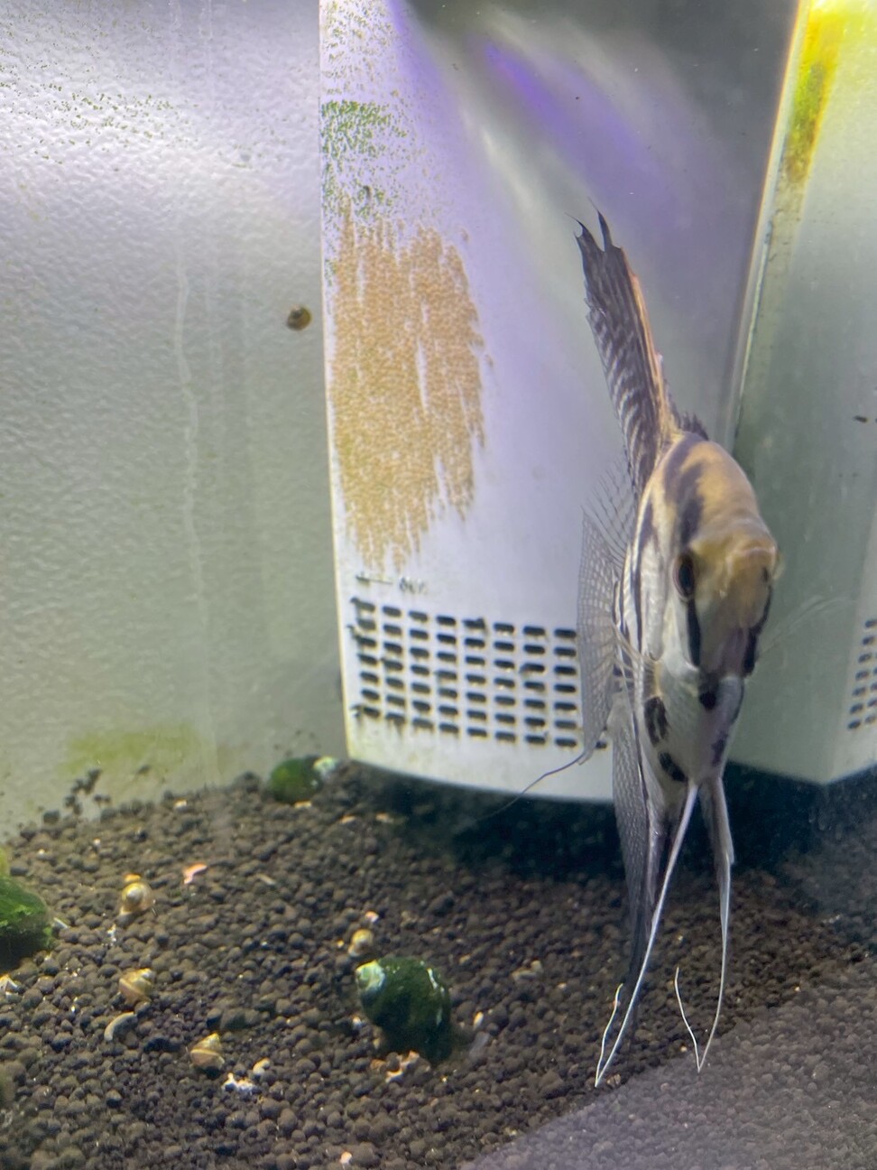 エンゼルフィッシュ稚魚（成長中） サムネイル5