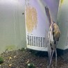 エンゼルフィッシュ稚魚（成長中） サムネイル5